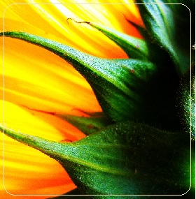 Ημερίδα για τον&nbsp;Ηλίανθο