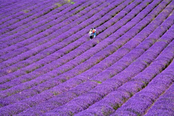 People in lavender field, Lordington Lavender Farm, Lordington, West Sussex, England, United Kingdom, Europe