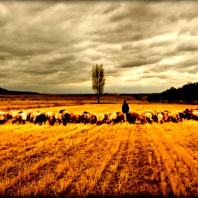 Το απόλυτο Μπάχαλο με τα&nbsp;βοσκοτόπια