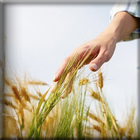 Συνεταιριστική Επιχείρηση Ειδικών Ειδών&nbsp;Διατροφής