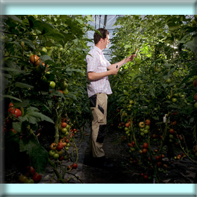 Αποτελέσματα Ημερίδας για το Υδροπονικό&nbsp;Θερμοκήπιο