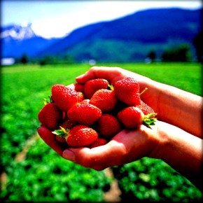 Οργή Guardian για τη&nbsp;Μανωλάδα