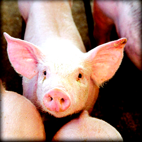 Ιταλία: Αγρότες, κτηνοτρόφοι και μικρά ροζ…&nbsp;γουρουνάκια