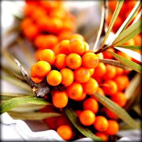 Bίντεο ημερίδας για το&nbsp;Ιπποφαές