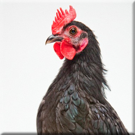 Το καρτέλ του κοτόπουλου: Οι 13 εταιρείες που έλεγχαν αγορά και τιμές από το&nbsp;1996