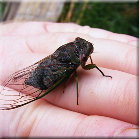 Διεθνές Συμπόσιο για τα αλευρώδη στην&nbsp;Κρήτη