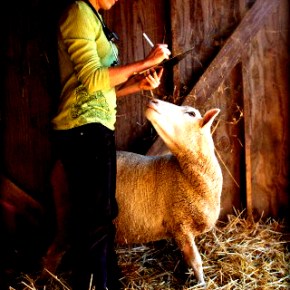 Ημερίδα: Η Ευλογιά των Μικρών&nbsp;Μηρυκαστικών
