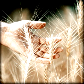 Ημερίδα για το δίκοκκο&nbsp;σιτάρι