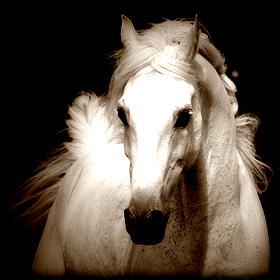 Άγνωστοι δηλητηρίασαν 11 άλογα στον&nbsp;Αχέροντα