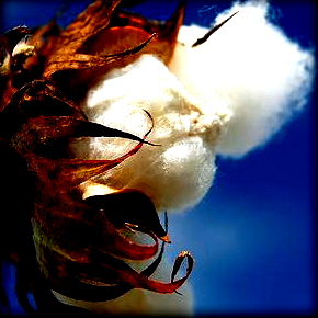 Γεωργικές προειδοποιήσεις στο&nbsp;Βαμβάκι