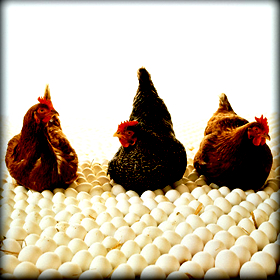 Προγράμματα ελέγχου της Σαλμονέλλωσης στις&nbsp;Όρνιθες