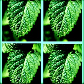 Η καλλιέργεια του&nbsp;Μελισσόχορτου