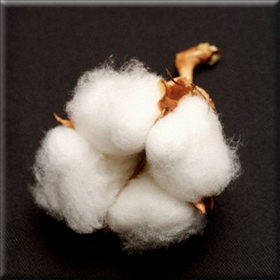 Γεωργικές προειδοποιήσεις στο&nbsp;βαμβάκι