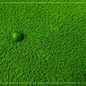 Βιοντίζελ απο Φύκη