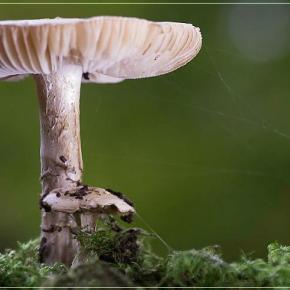 Οικιακή καλλιέργεια μανιταριών σε&nbsp;μπάλα