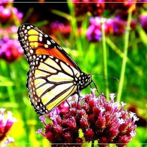 Σχεδιασμός και κατασκευή μικρών ιδιωτικών&nbsp;κήπων