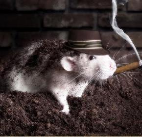 Σεμινάριο Απεντομώσεων, Μυοκτονιών,&nbsp;Απολυμάνσεων