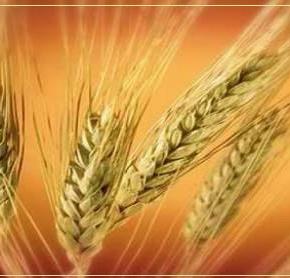 Ζειά: Το «υπερδημητριακό» των αρχαίων Ελλήνων και άλλες διαδικτυακές&nbsp;ανοησίες…