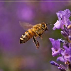 Ταινία: Κάτι παραπάνω απο&nbsp;μέλι