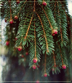Καλλιέργεια χριστουγεννιάτικων ελάτων