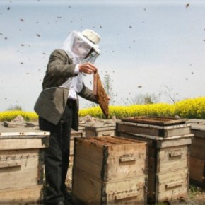 Υπεγράφη η απόφαση για τη λειτουργία Κέντρων Μελισσοκομίας Υποστήριξης του&nbsp;κλάδου