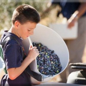 Ελλάδα 2024: δύο ελαιοτριβεία και τρία&nbsp;συσκευαστήρια