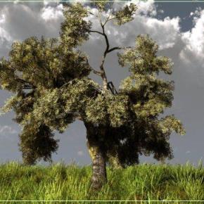 3 Ιστορίες Επιχειρηματικής επιτυχίας στην Παραγωγή&nbsp;Ελαιολάδου