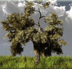 Kαταχώρηση πιστοποιημένων εκτάσεων Σκληρού Σίτου – Ελαιολάδου και Παραδόσεων Ελιάς – Άρθρο&nbsp;68