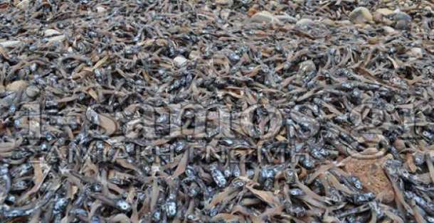 155336-gonoskarlo-5dd